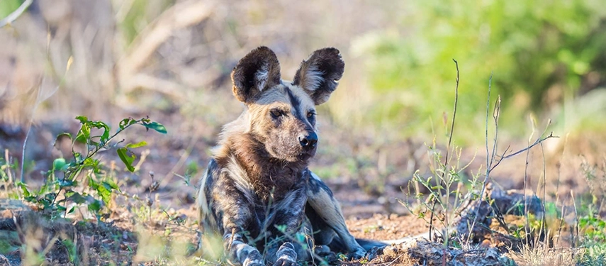 African wild dog resting attentively on the ground amidst sunlit brush during a Grand Zambezi Safari.