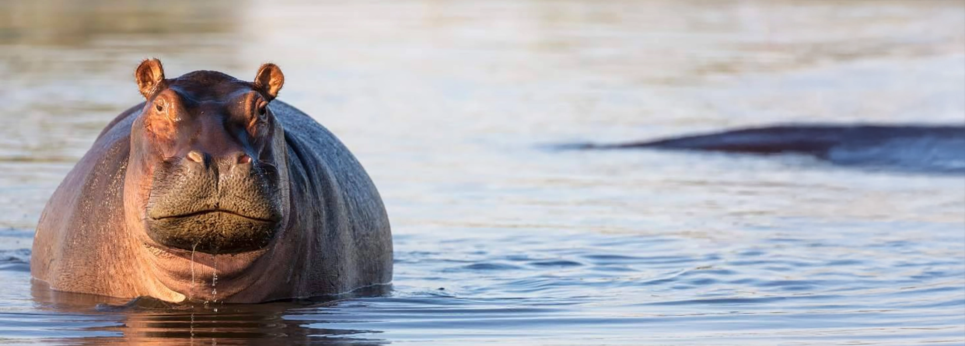 Hippopotamus emerging from the water, staring directly at the camera during a river encounter on the Grand Zambezi Safari.