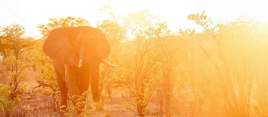 Elephant bathed in golden light as it walks through the bushveld at sunrise on the Grand Zambezi Safari.