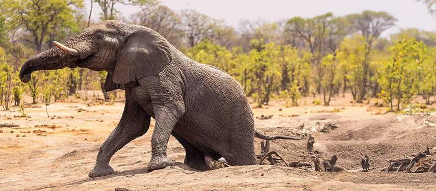 Elephant struggling to climb out of a muddy waterhole, surrounded by dry earth and small birds on the Grand Zambezi Safari.