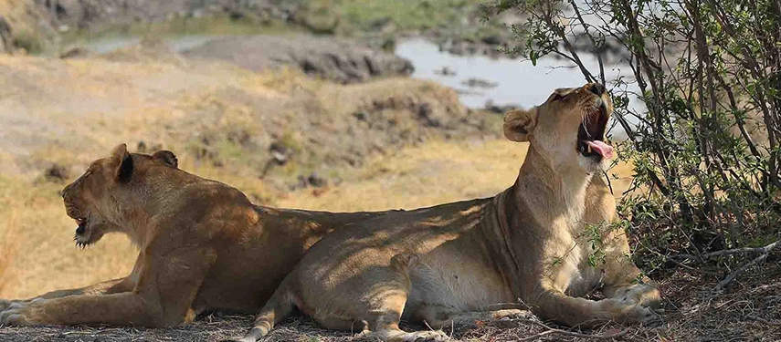 Two lionesses resting beside a bush near a waterhole, one yawning in the shade on the Grand Zambezi Safari.