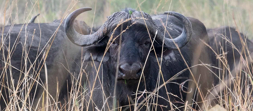 African buffalo staring through tall dry grass with a watchful gaze during a Grand Zambezi Safari.
