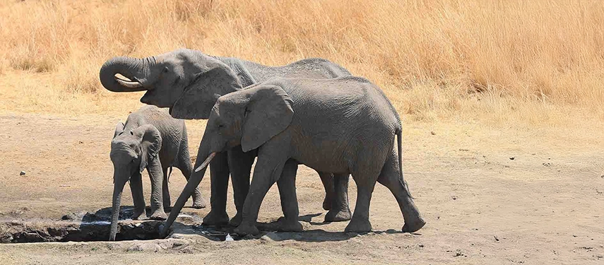 Elephant family, including a calf, gathered at a waterhole in a sunlit open plain on the Grand Zambezi Safari.