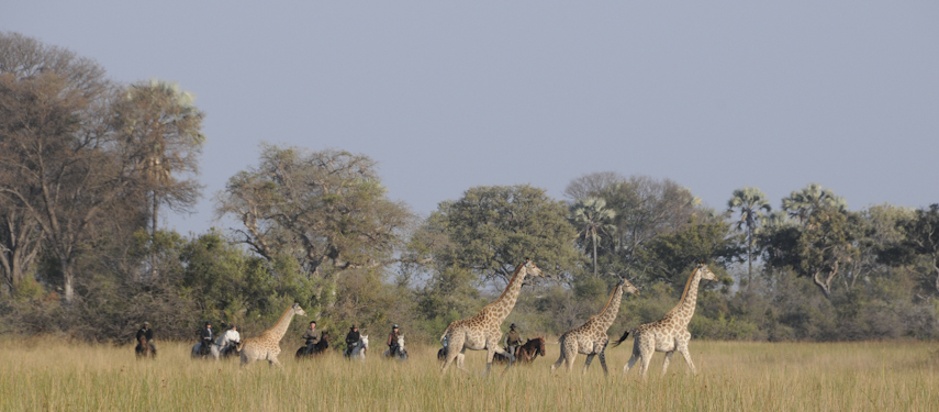 riding amongst giraffe on safari with African Horseback Safaris Macatoo Botswana