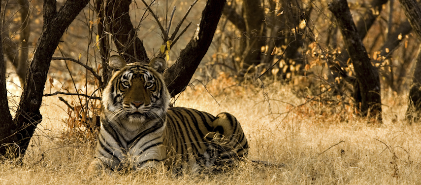 The elusive tigers hiding in the golden grass of Ranthambore National Park offer dramatic wildlife encounters