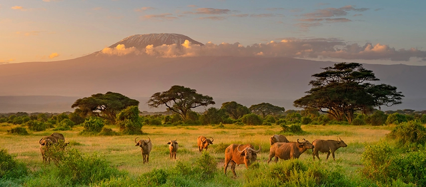 Herd of Cape buffalo grazing in the golden grasslands at sunrise with Mount Kilimanjaro looming in the background.