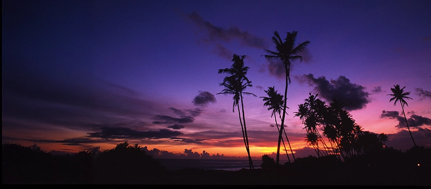 Palm trees silhouetted against a dramatic purple and orange tropical sunset sky in Sri Lanka.