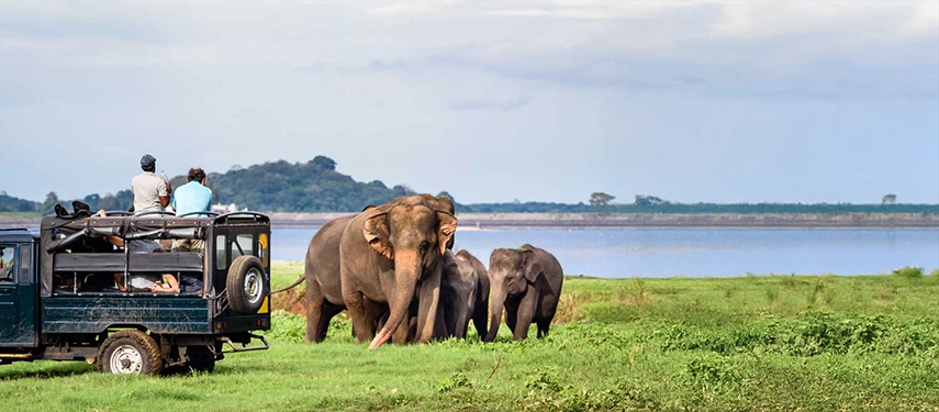 Tourists in a jeep watching a herd of wild elephants near a lake in Minneriya National Park, Sri Lanka.