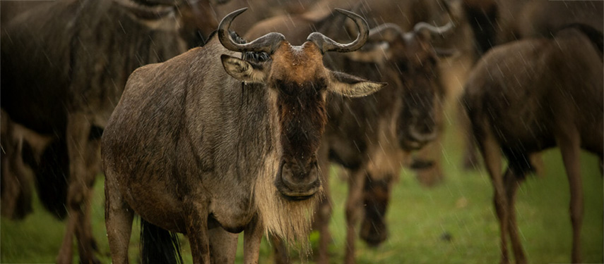 Wildebeest in the rain on a Serengeti Tanzania safari