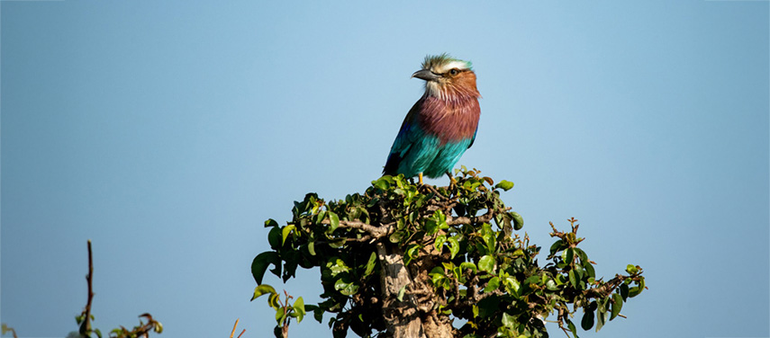 Serengeti Kati Kati Camp Lilac breasted roller