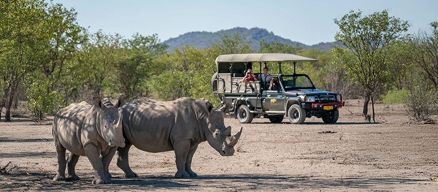 Close-up safari sighting at Ongava Game Reserve as a pair of white rhinos cross a sandy track in front of a game vehicle.