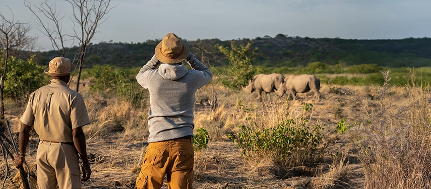 Guided walking safari at Ongava Game Reserve with guests observing two white rhinos grazing in the distance.