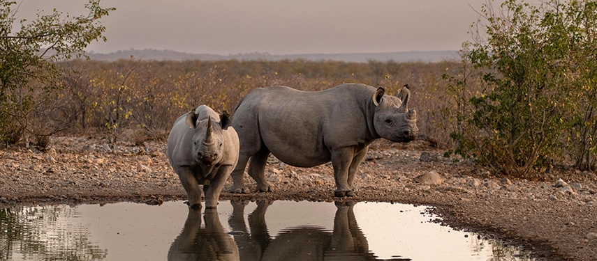 Two black rhinos standing beside a reflective waterhole at dusk, surrounded by low scrubland near Ongava Lodge.