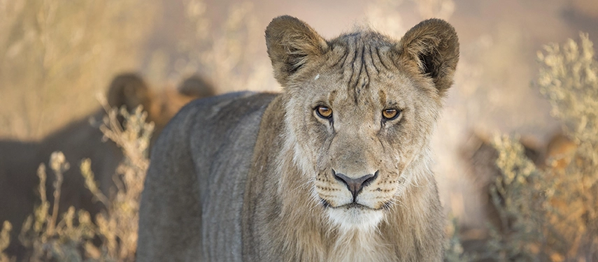 Two black rhinos standing beside a reflective waterhole at dusk, surrounded by low scrubland near Ongava Lodge.