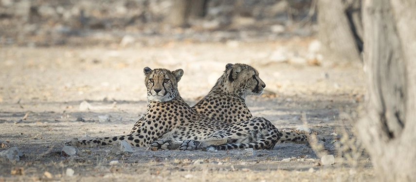 Pair of cheetahs lounging in the shade on dry, sandy ground within Ongava Game Reserve.