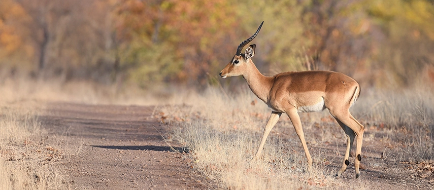 Impala crossing dry game track surrounded by autumn foliage
