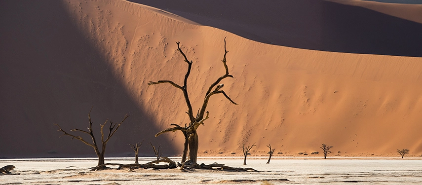 Iconic dead camelthorn trees silhouetted against towering red dunes at Sossusvlei, showcasing Namibia’s stark desert beauty.