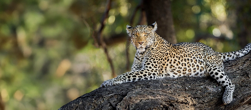 Leopard reclining on a tree branch near Thamalakane River Lodge