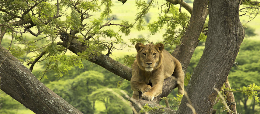 Tree climbing lions in Uganda