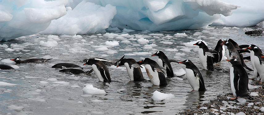Gentoo penguins plunge into the water n Antarctica