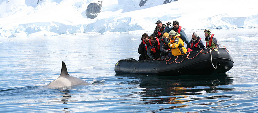 Tourists in Antarctica watching a passing whale from a Zodiac