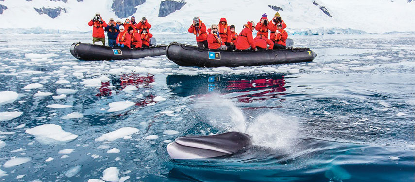 Whale watching in Antarctica with Lindblad