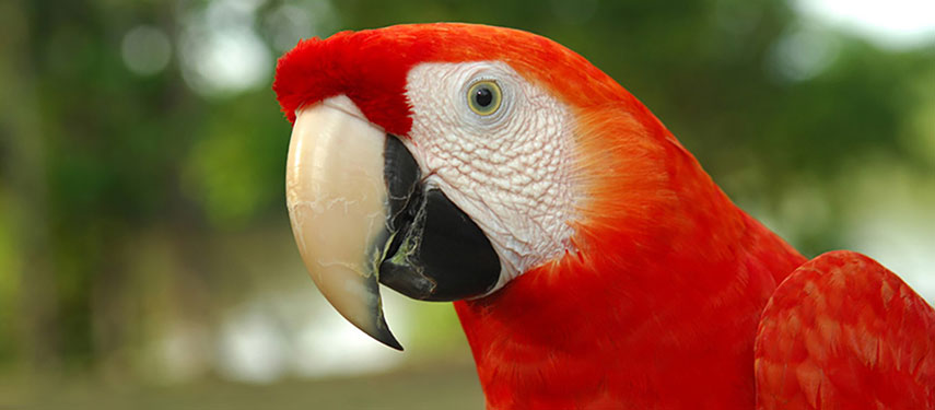 Close up of a scarlet macaw in the Amazon Rainforests of Peru