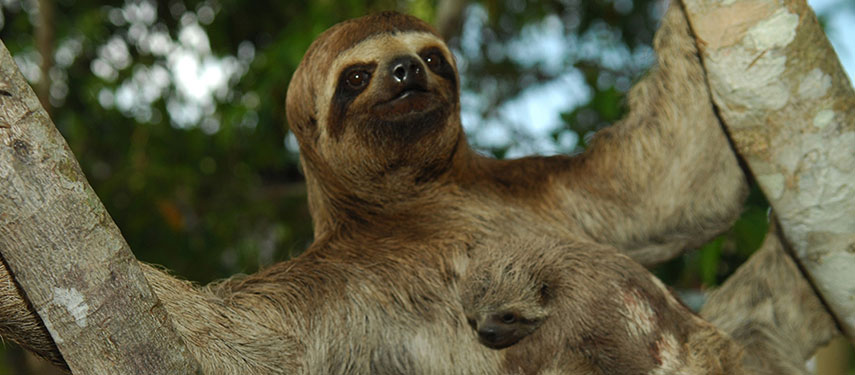 Close up of a sloth with its baby in the Amazon Rainforests of Peru
