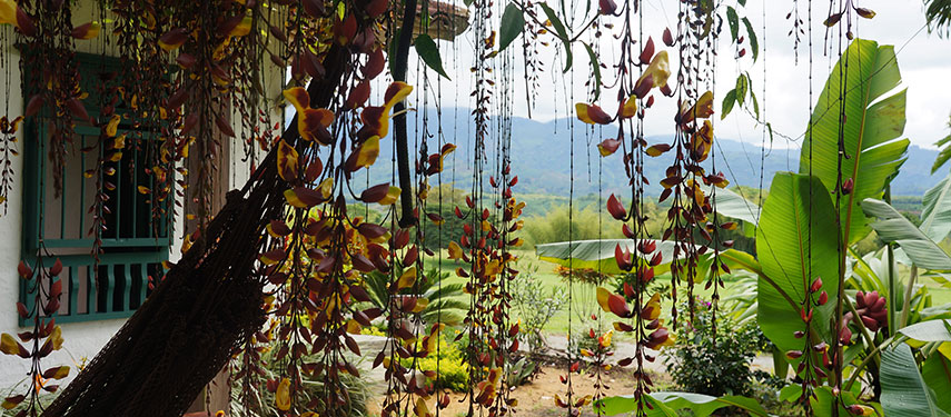 Enjoy an adventure with a focus on coffee at Hacienda Bambusa