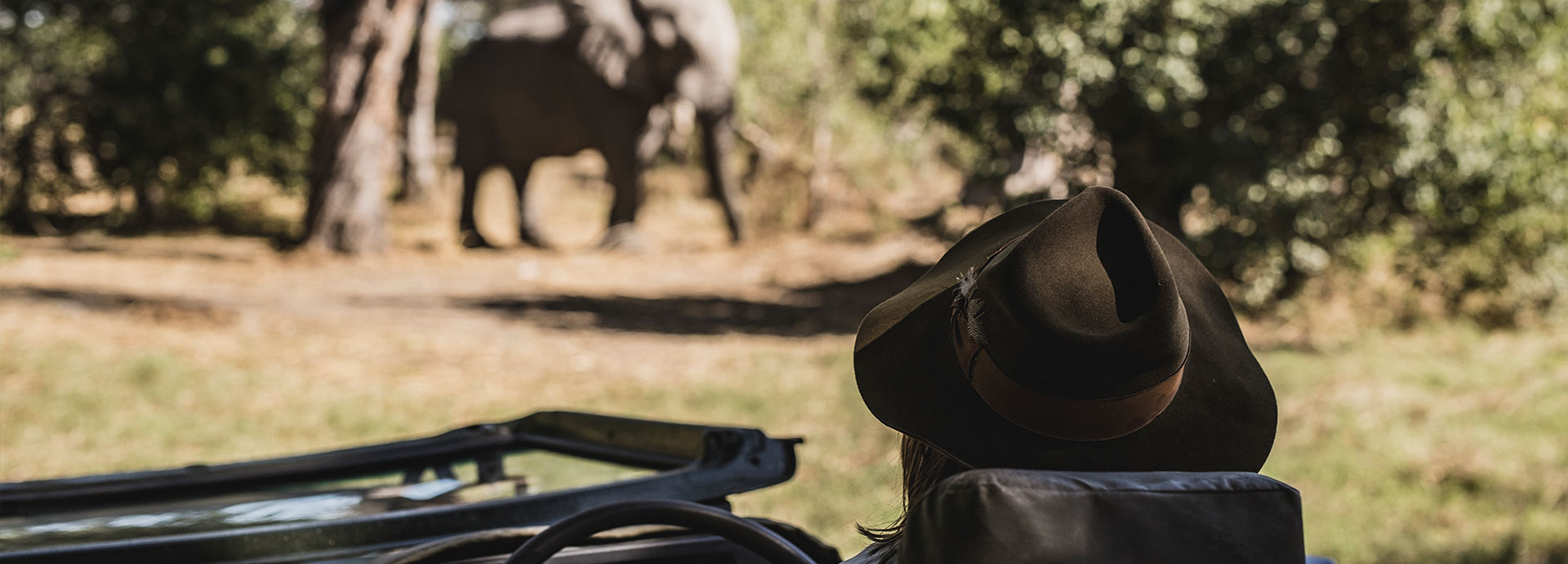 Elephant on safari in Botswana