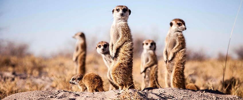 Meerkats stand to attention on the Makgaidkgadi Salt Pans - a wonderful destination for wildlife photography