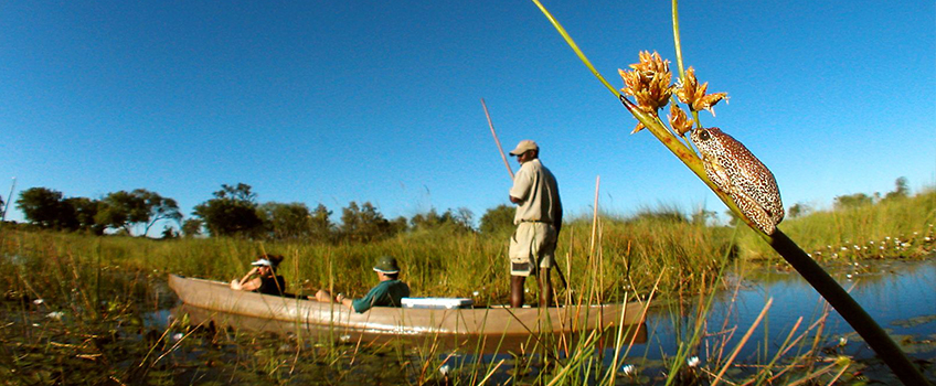 A frog sits on a reed as a mokoro drifts by in Botswana's Okavango Delta