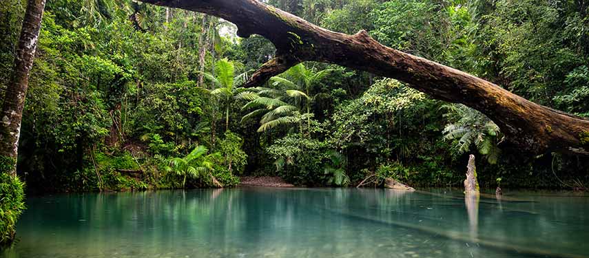 Turquoise pool surrounded by thick forest at Daintree Eco Lodge in Queensland