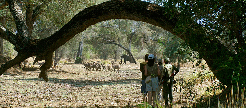 Walking safari through Lower Zambezi National Park, Zambia