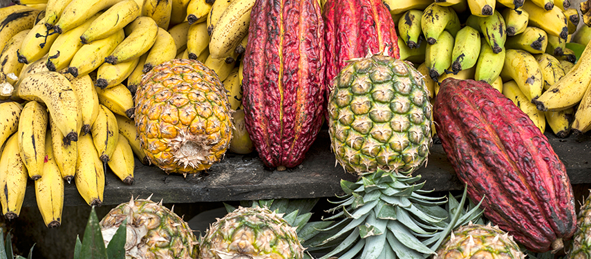 Fresh pineapple, cacao and bananas in Latin America