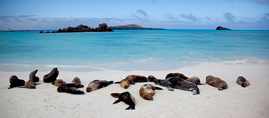 Seals sun baking at the water's edge in the Galapagos