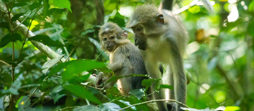 Monkeys and wildlife on Congo Basin Safari Cruise