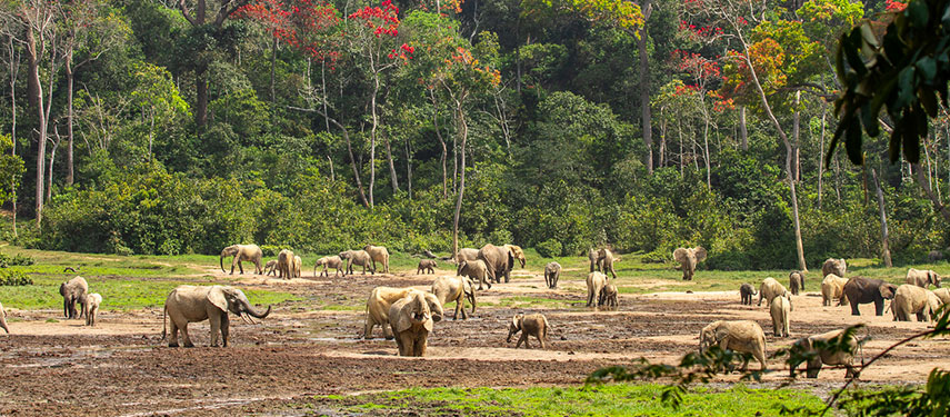 Elephants on safari in Congo