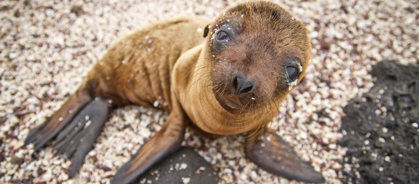 Look out for baby seals when in the Galapagos on the Quasar M/Y Grace