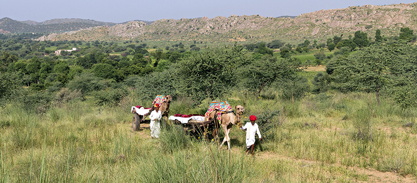 Caeml trekking on a luxury tour of Rajasthan