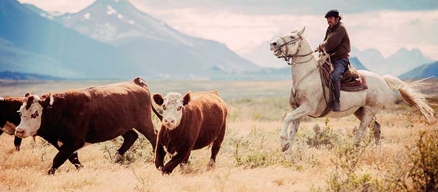 A gaucho herds cattle in Patagonia Argentina.