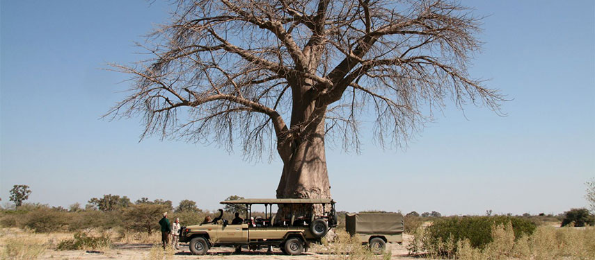 Admire the baobabs on a Letaka Safari in Botswana