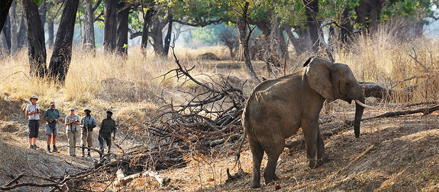 Guests on a walking safari in South Luangwa National Park watching an elephant