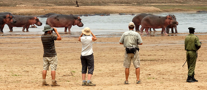 Tourists viewing hippos on a Zambia safari
