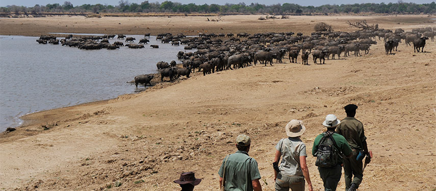 Tourists viewing buffalo on a walking safari in Zambia