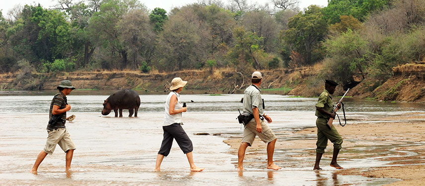 Walk amongst the hippos barefoot in the Luangwa Valley