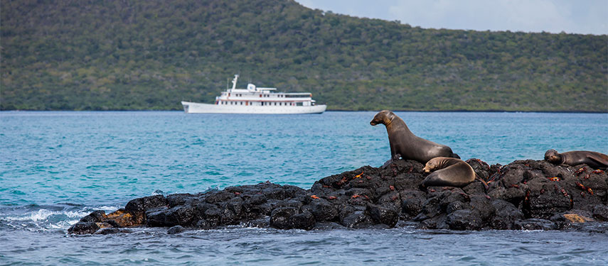 Sealions are aplenty to be found when sailing about the Galapagos onboard the MY Grace