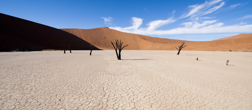 Skeletal trees against the red dunes of Deadvlei, Namibia