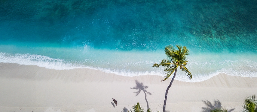 Aerial view of a pristine beach with a single palm tree and crystal-clear turquoise sea.