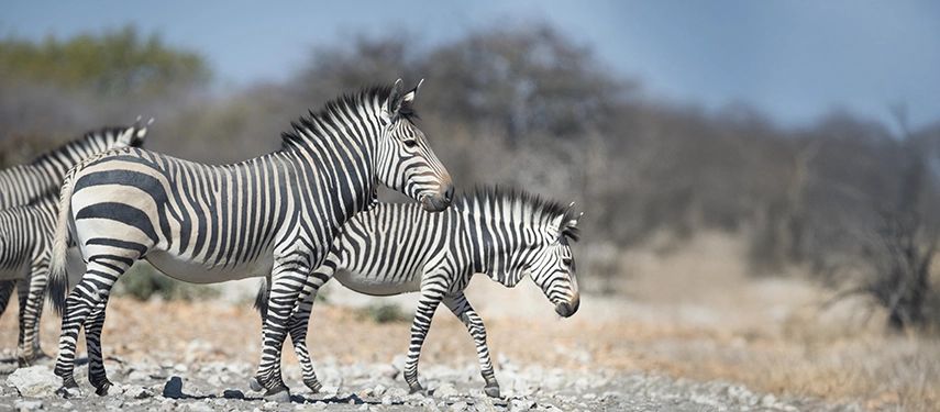 Two zebras standing alert on a sunlit plain, with soft focus background showcasing arid Namibian bushland.